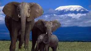 Kolik těhotenství trvá na slona a chodí těhotná